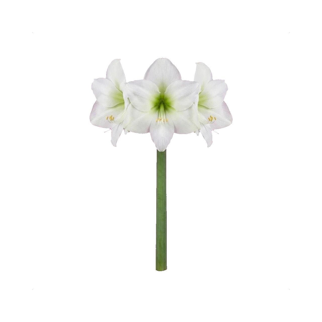 Amaryllis Mont Blanc