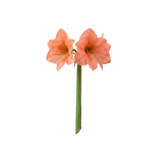 Amaryllis Rilona