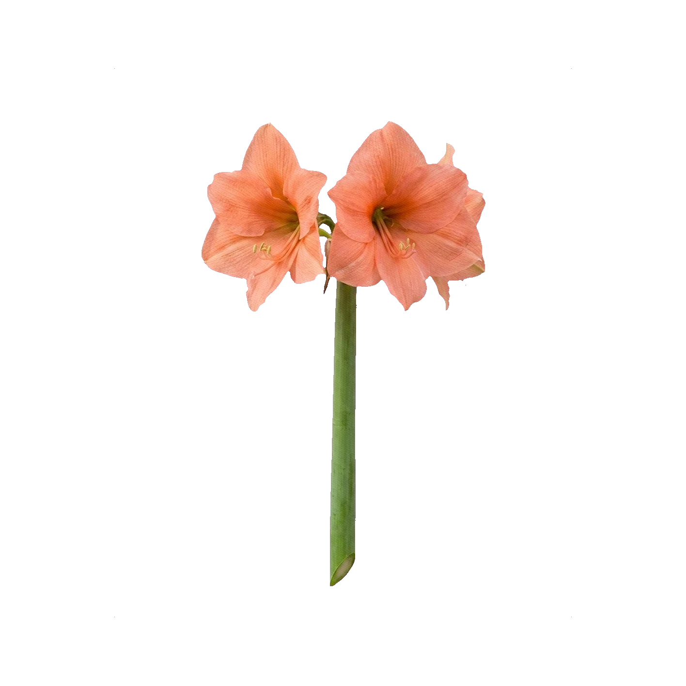 Amaryllis Rilona