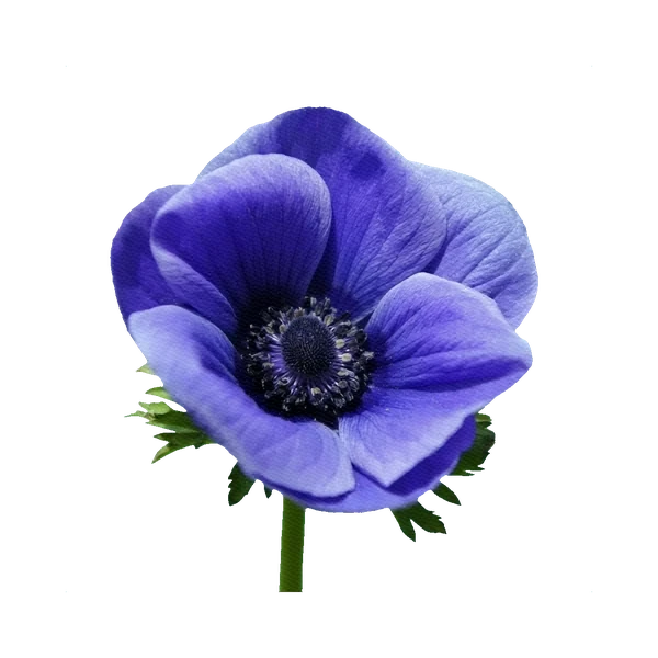 Anemone blue