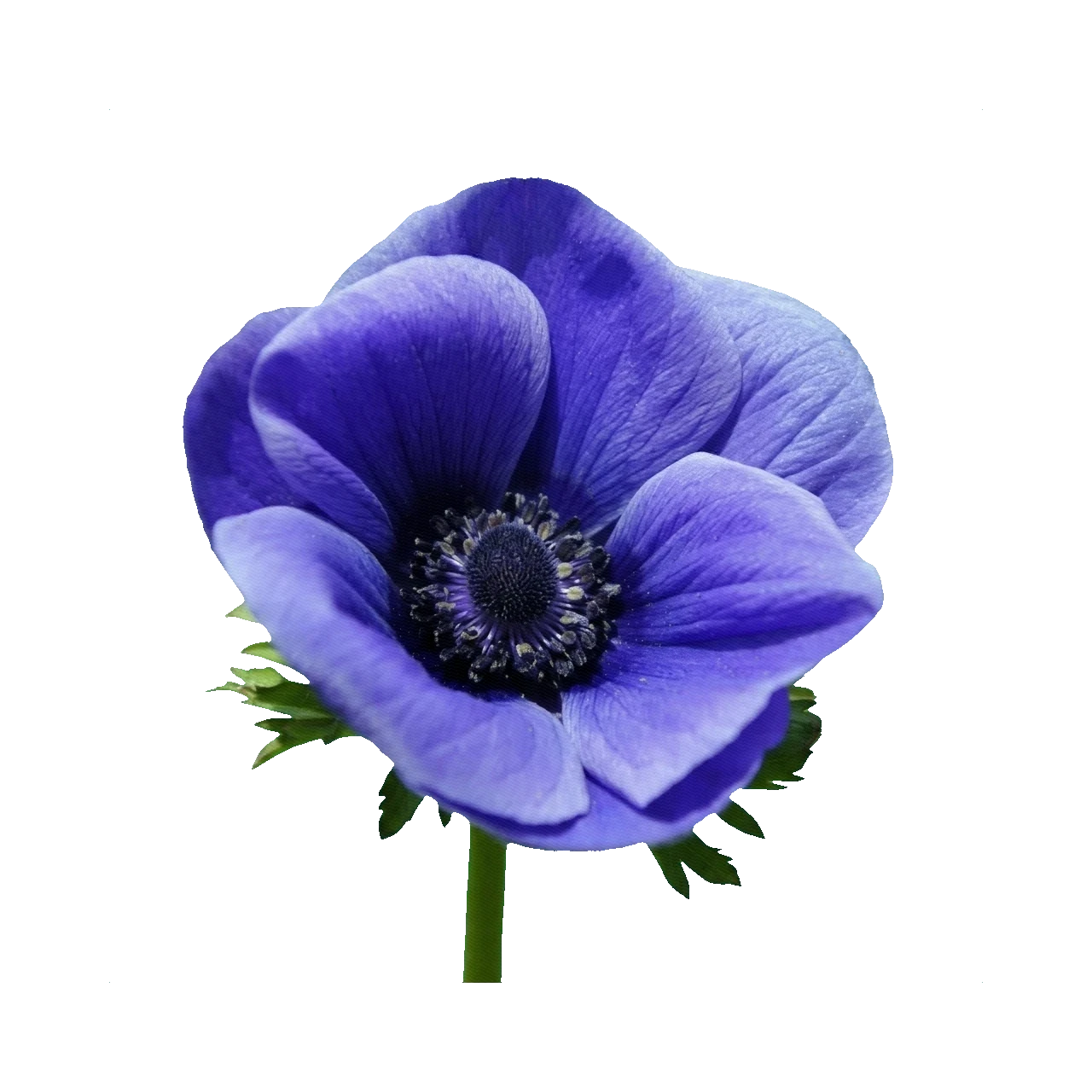 Anemone blue