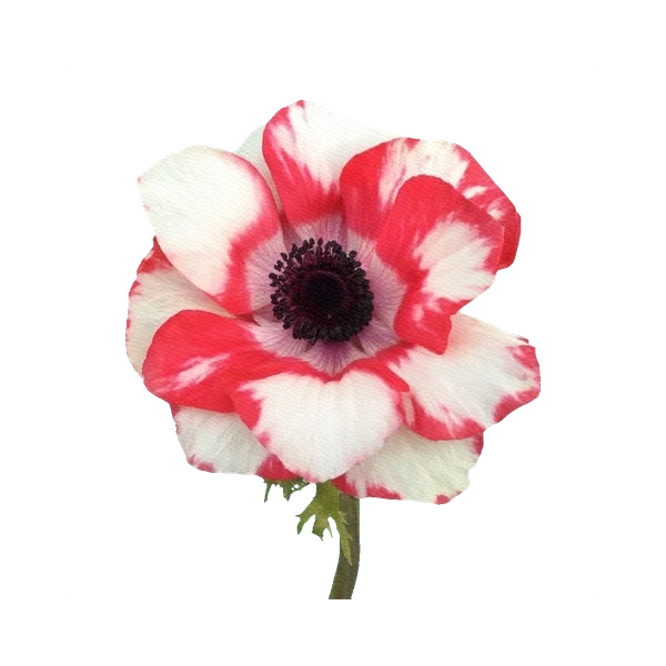 Anemone Mistral Bicolore
