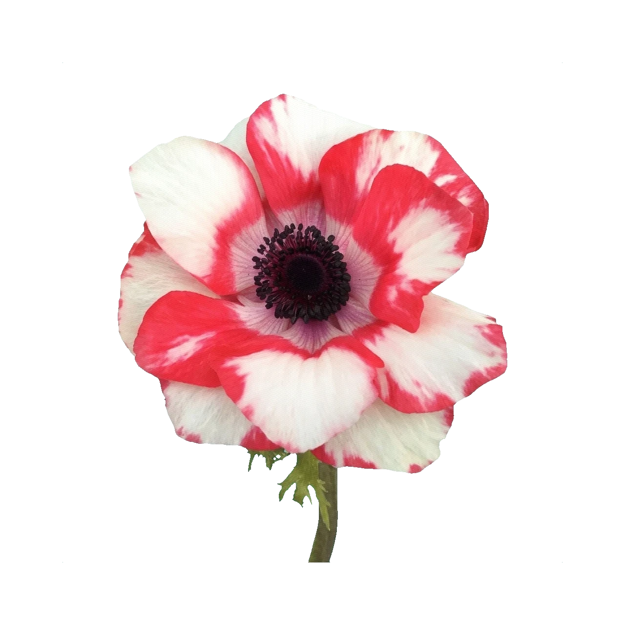 Anemone Mistral Bicolore