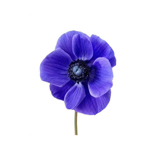 Anemone Mistral Blue