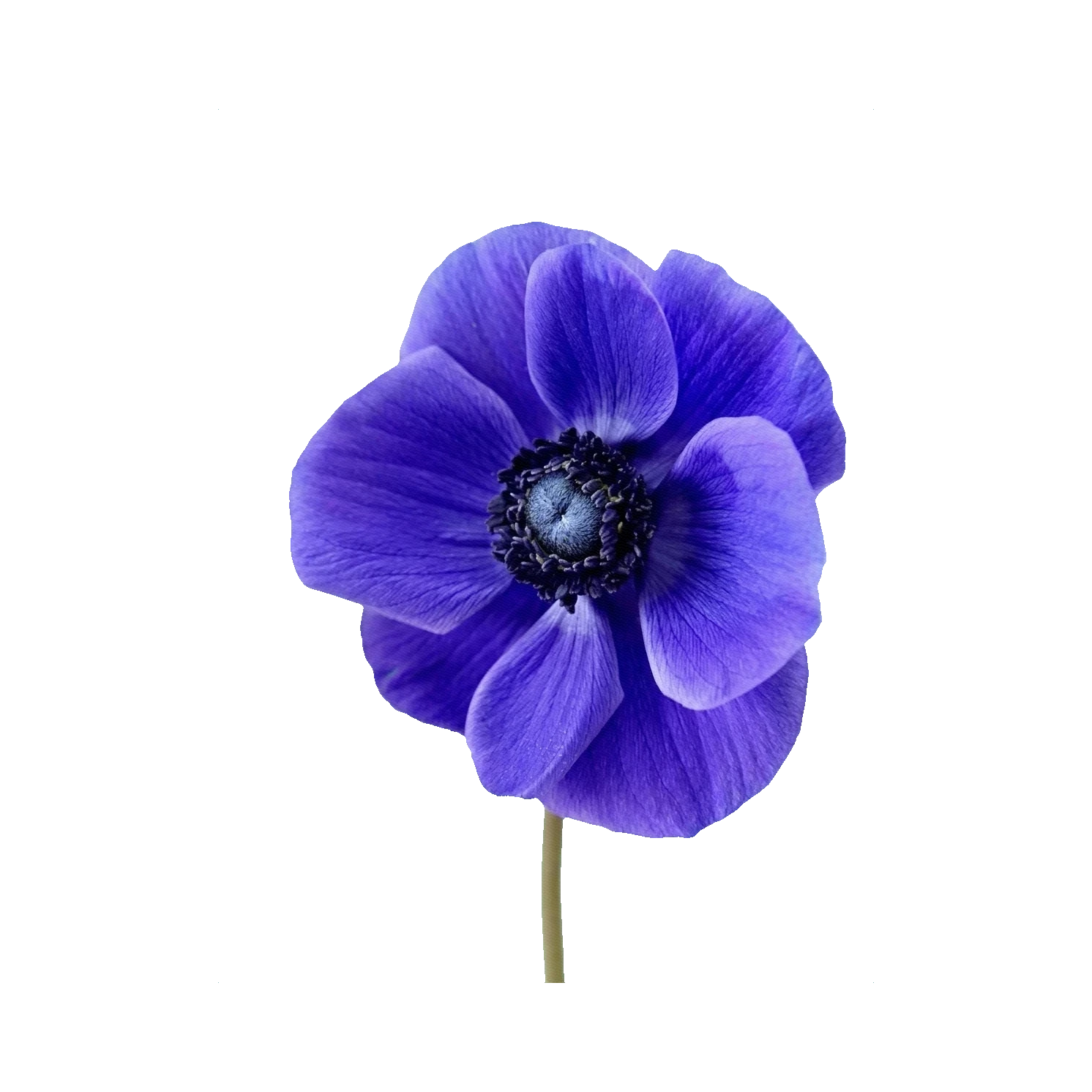 Anemone Mistral Blue