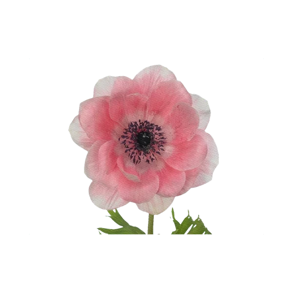 Anemone Mistral Pink