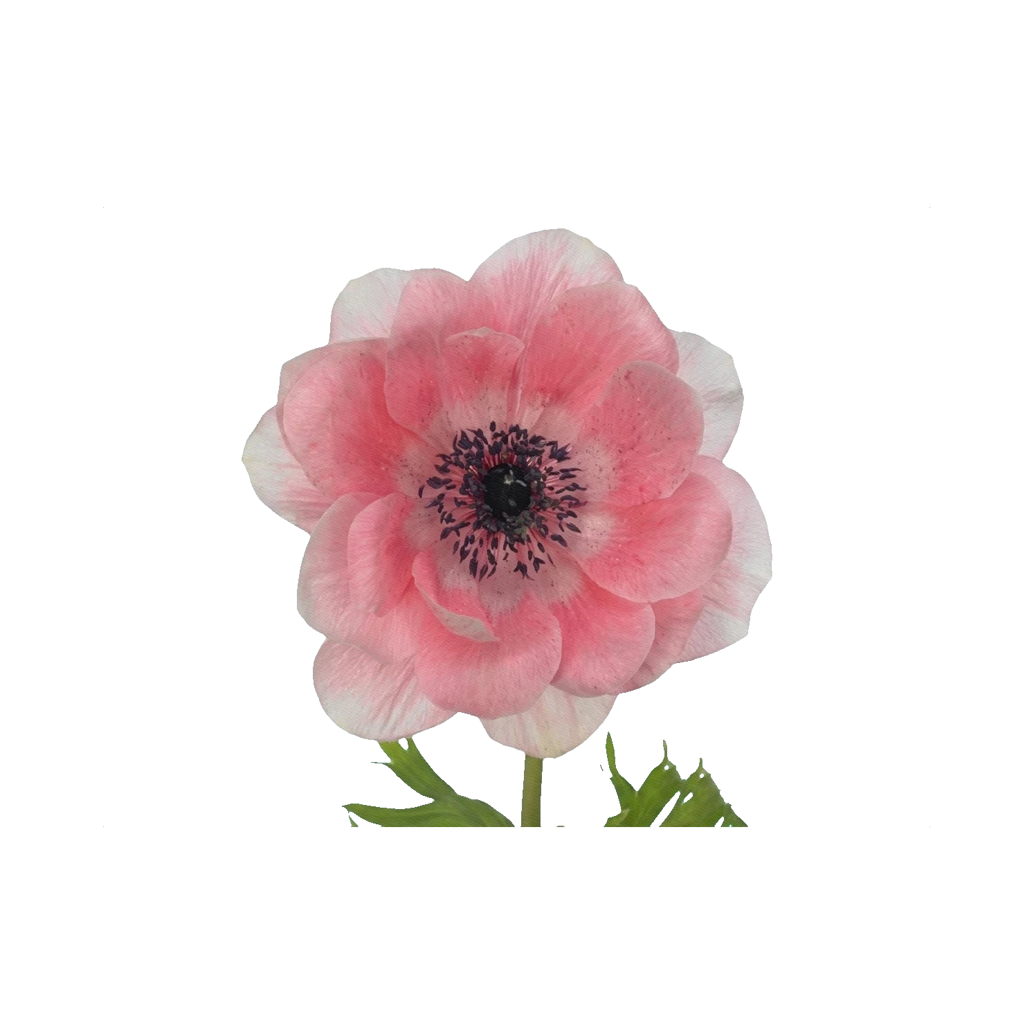 Anemone Mistral Pink
