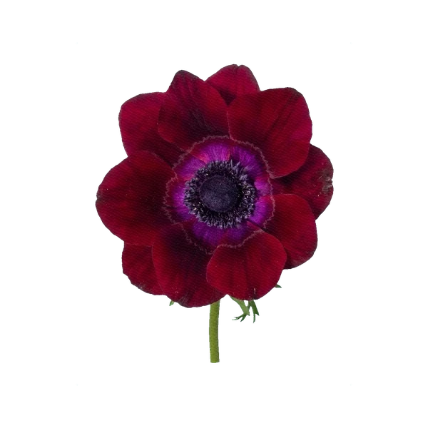 Anemone Mistral+ Bordeaux