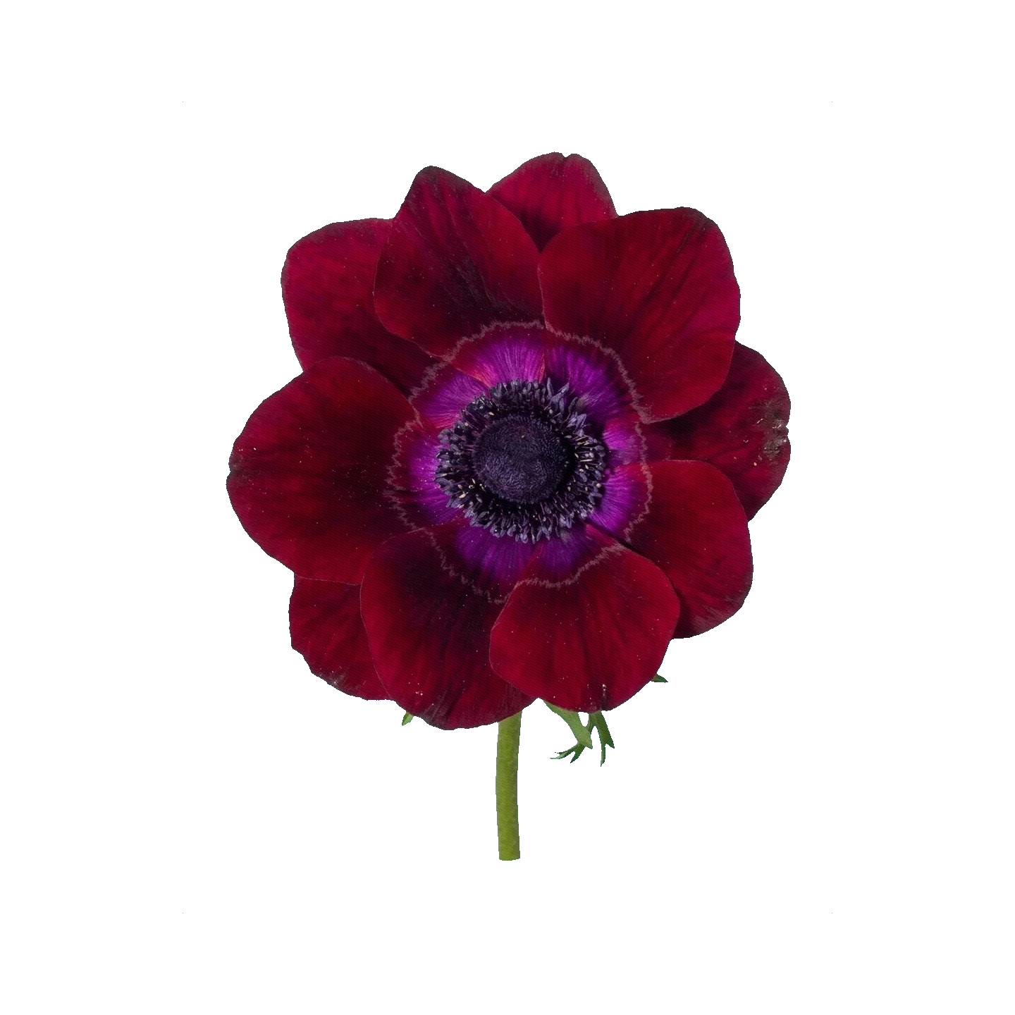 Anemone Mistral+ Bordeaux