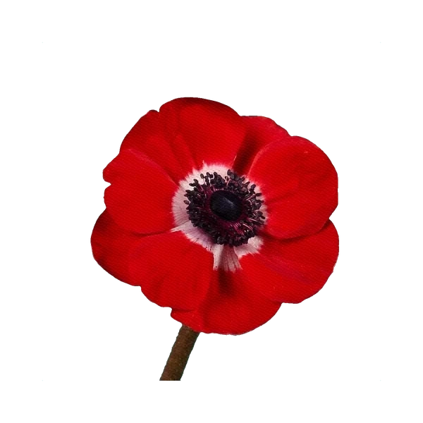 Anemone Mistral Red