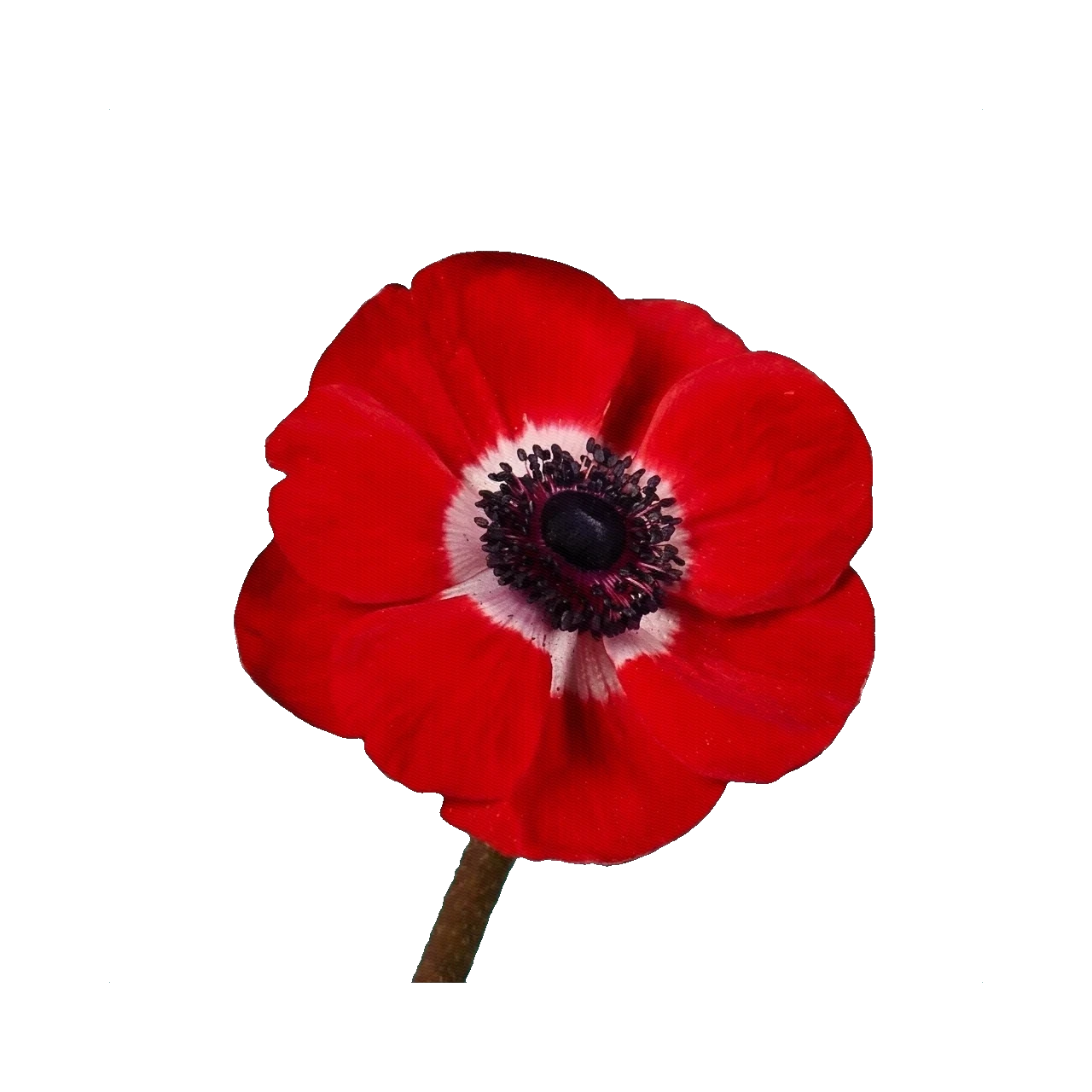 Anemone Mistral Red