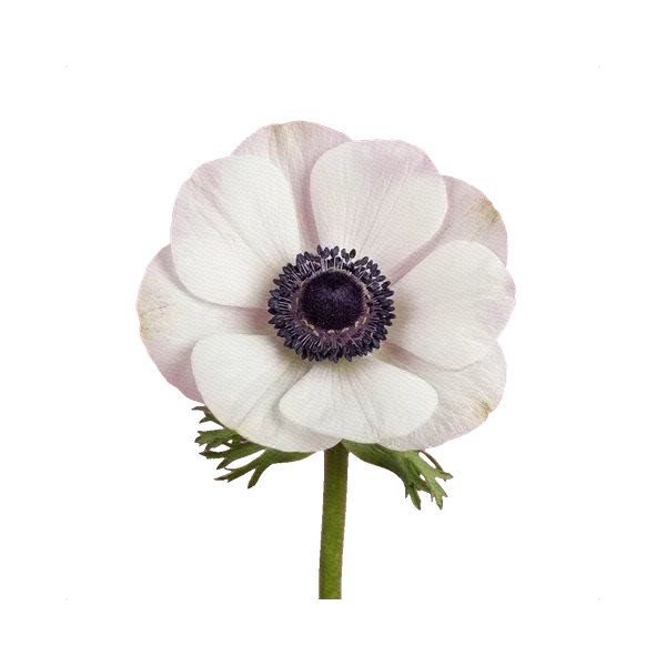 Anemone Mistral White