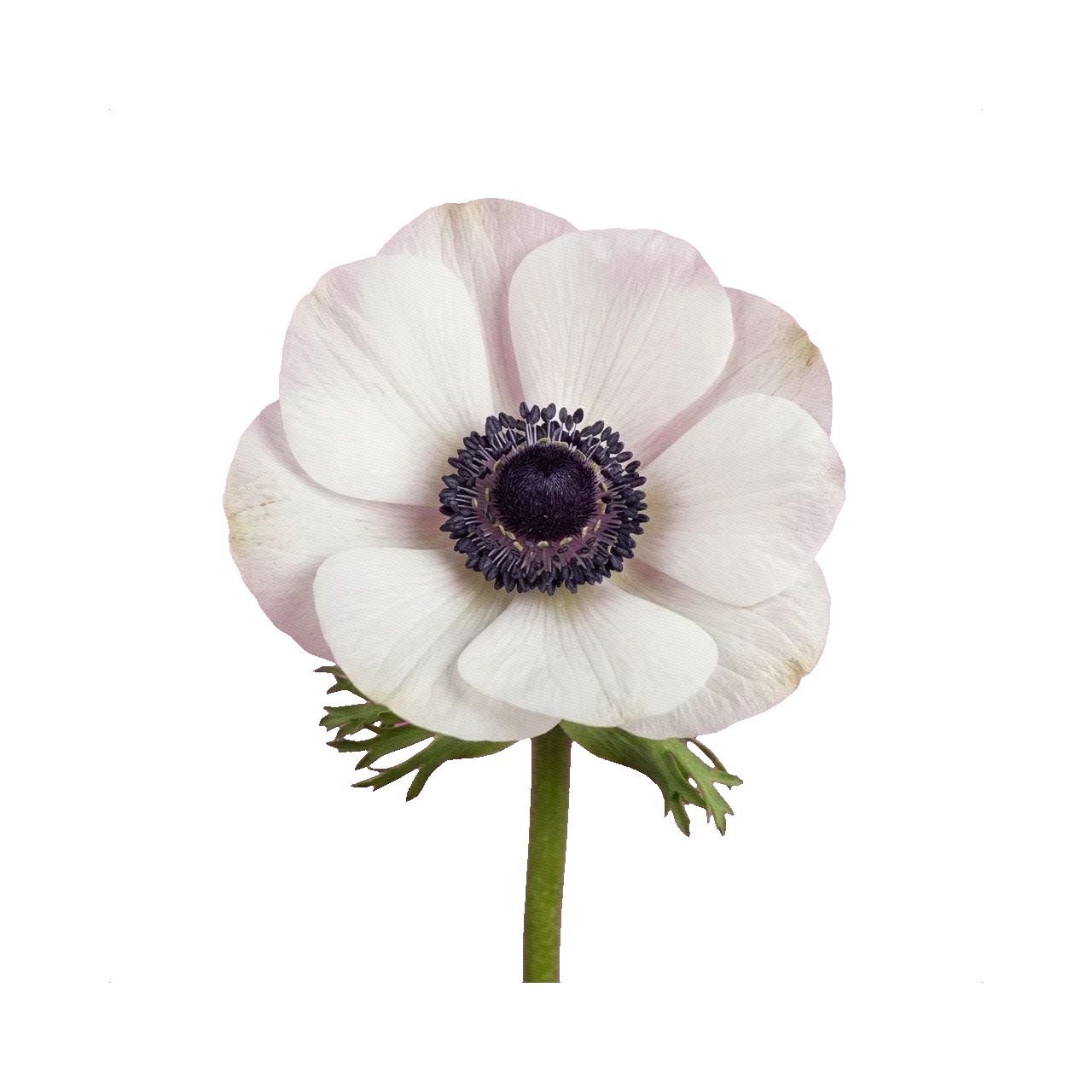 Anemone Mistral White