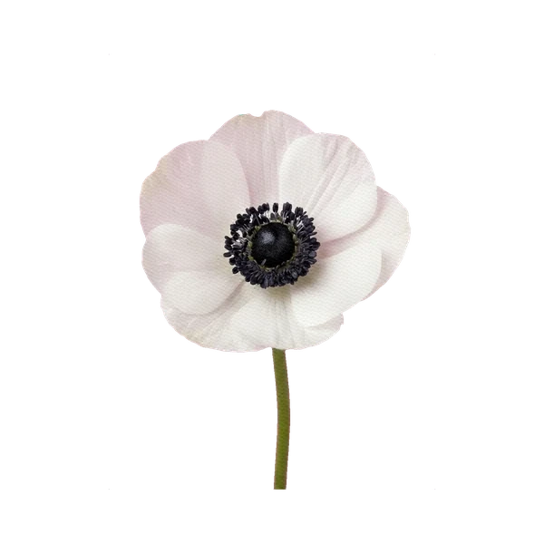Anemone Panda