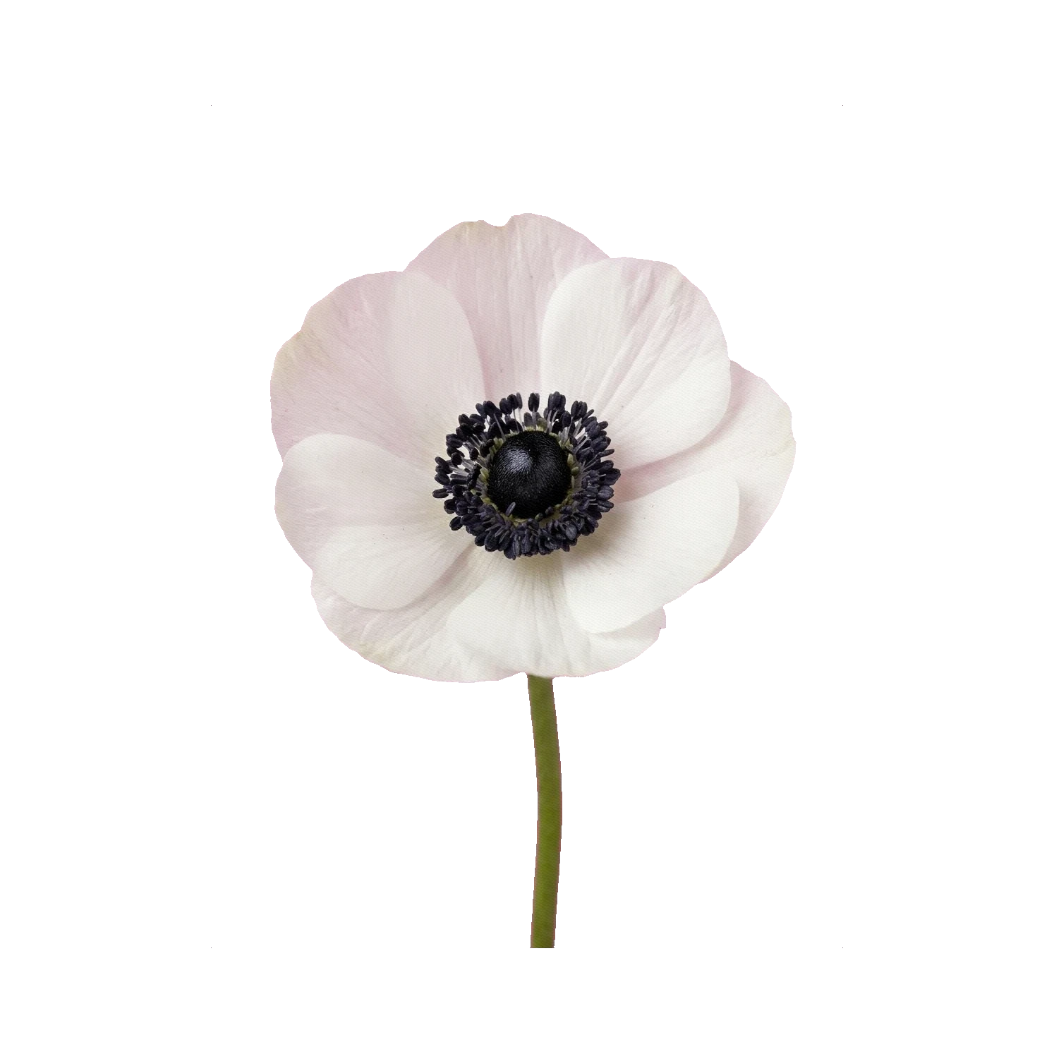 Anemone Panda