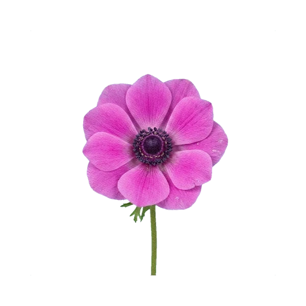Anemone pink
