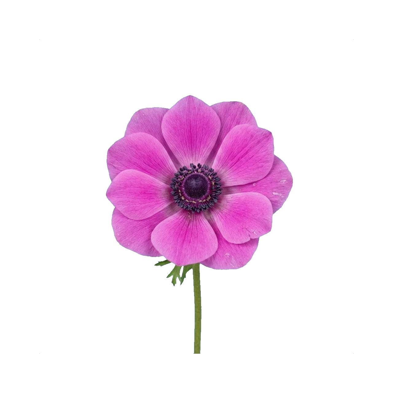 Anemone pink