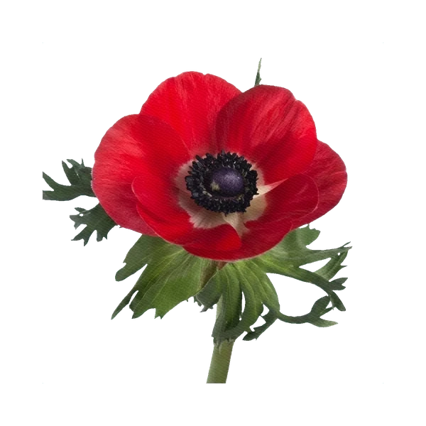 Anemone red