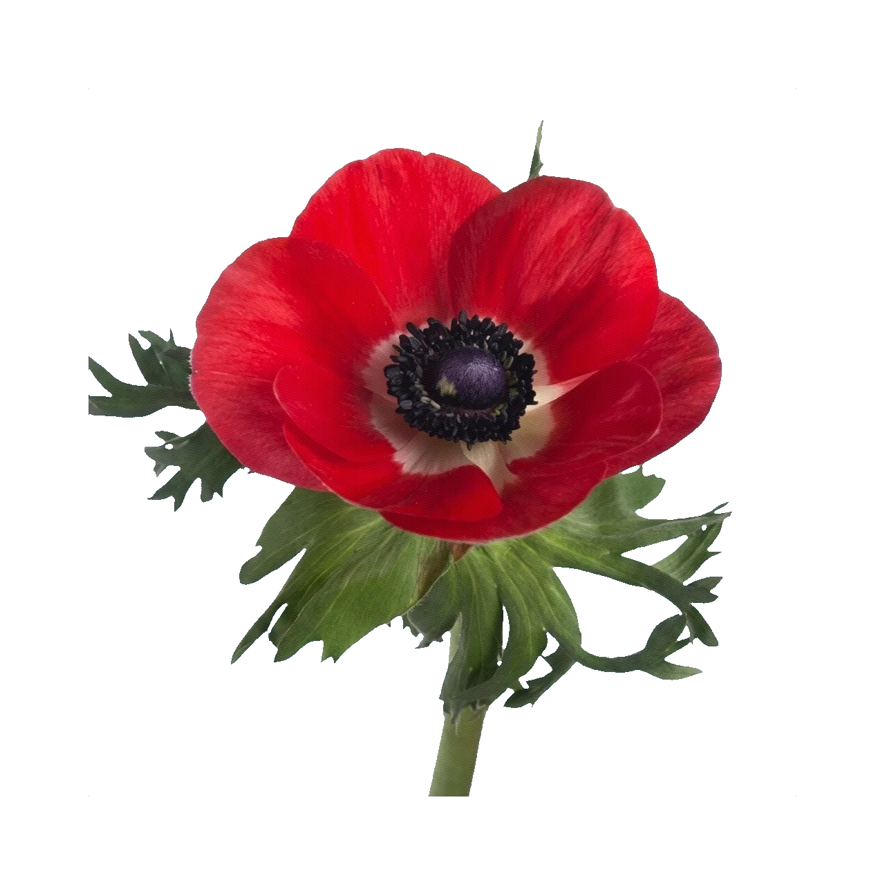 Anemone red