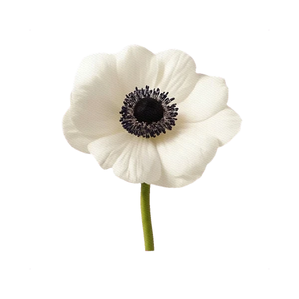 Anemone white