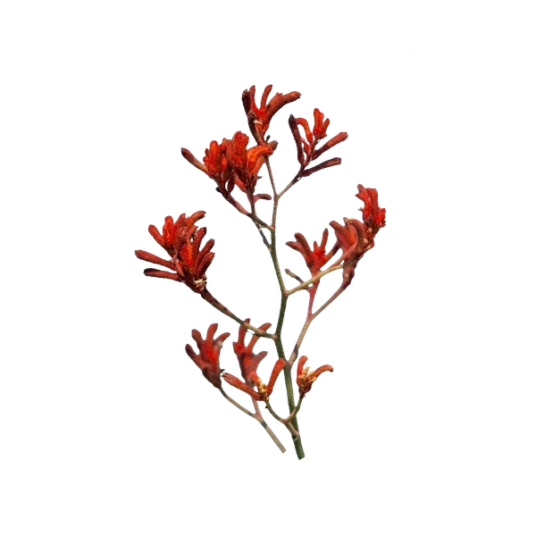 Kangaroo paw red