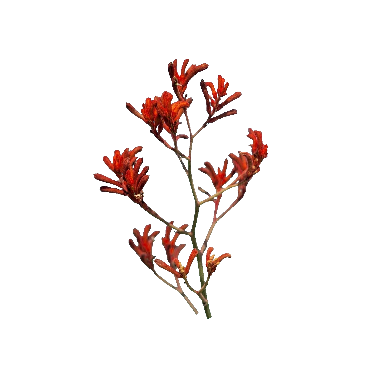 Kangaroo paw