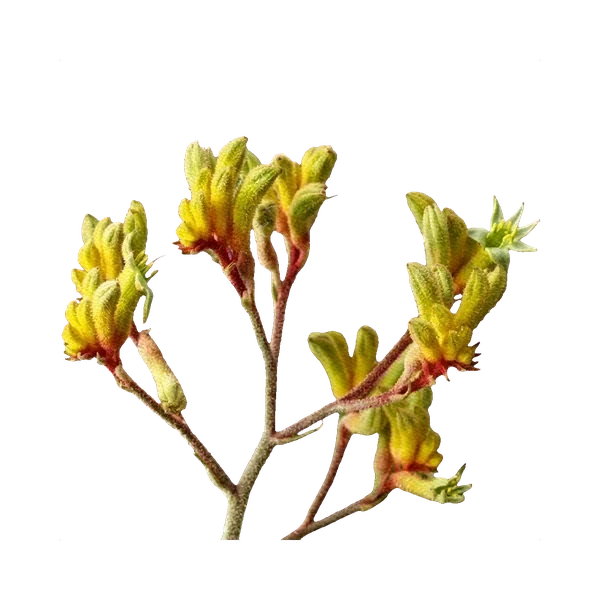 Kangaroo paw yellow