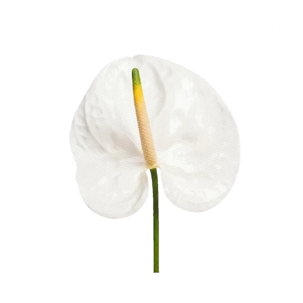Anthurium Adina