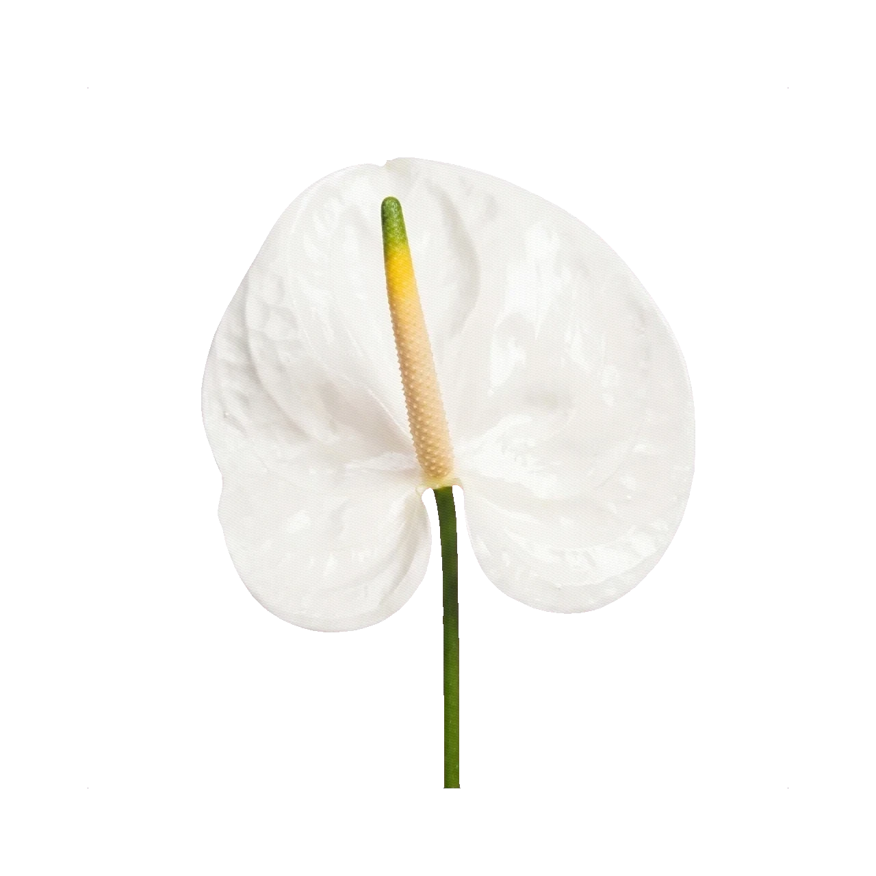Anthurium