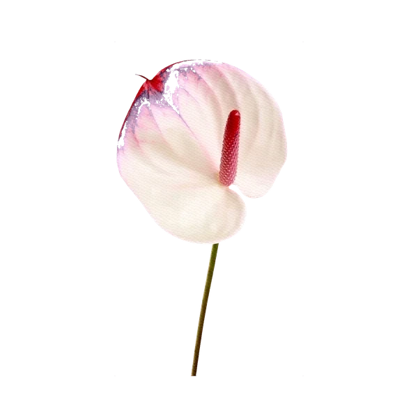 Anthurium L'Amour