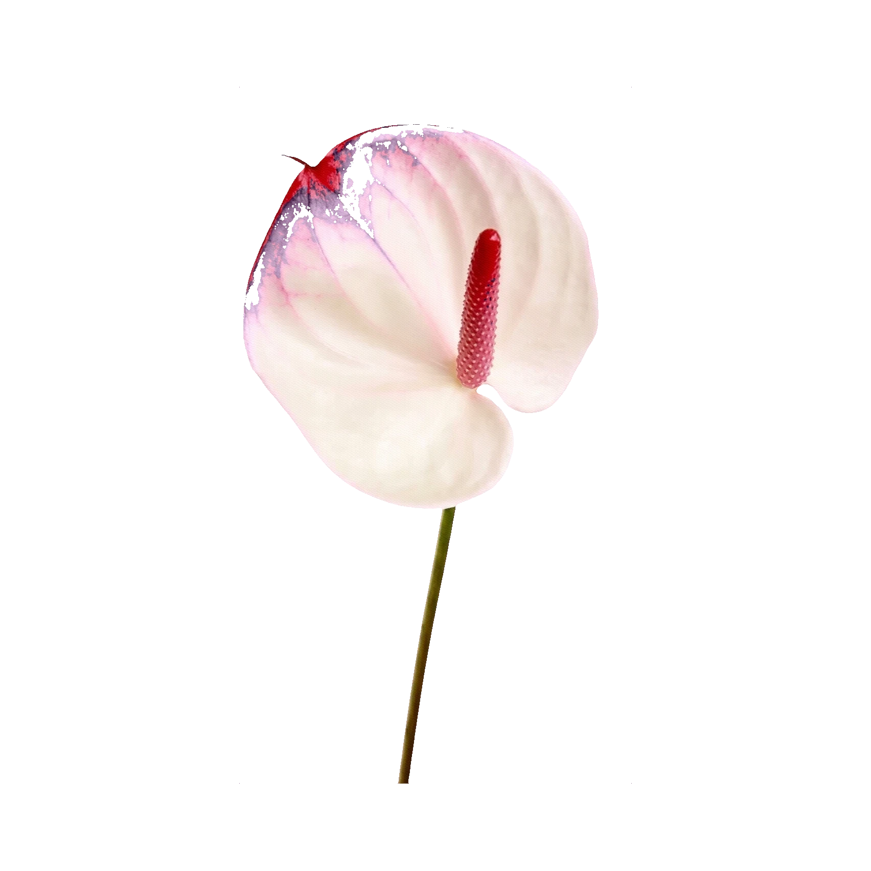 Anthurium L'Amour