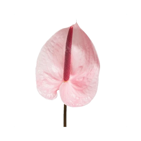 Anthurium Lunette