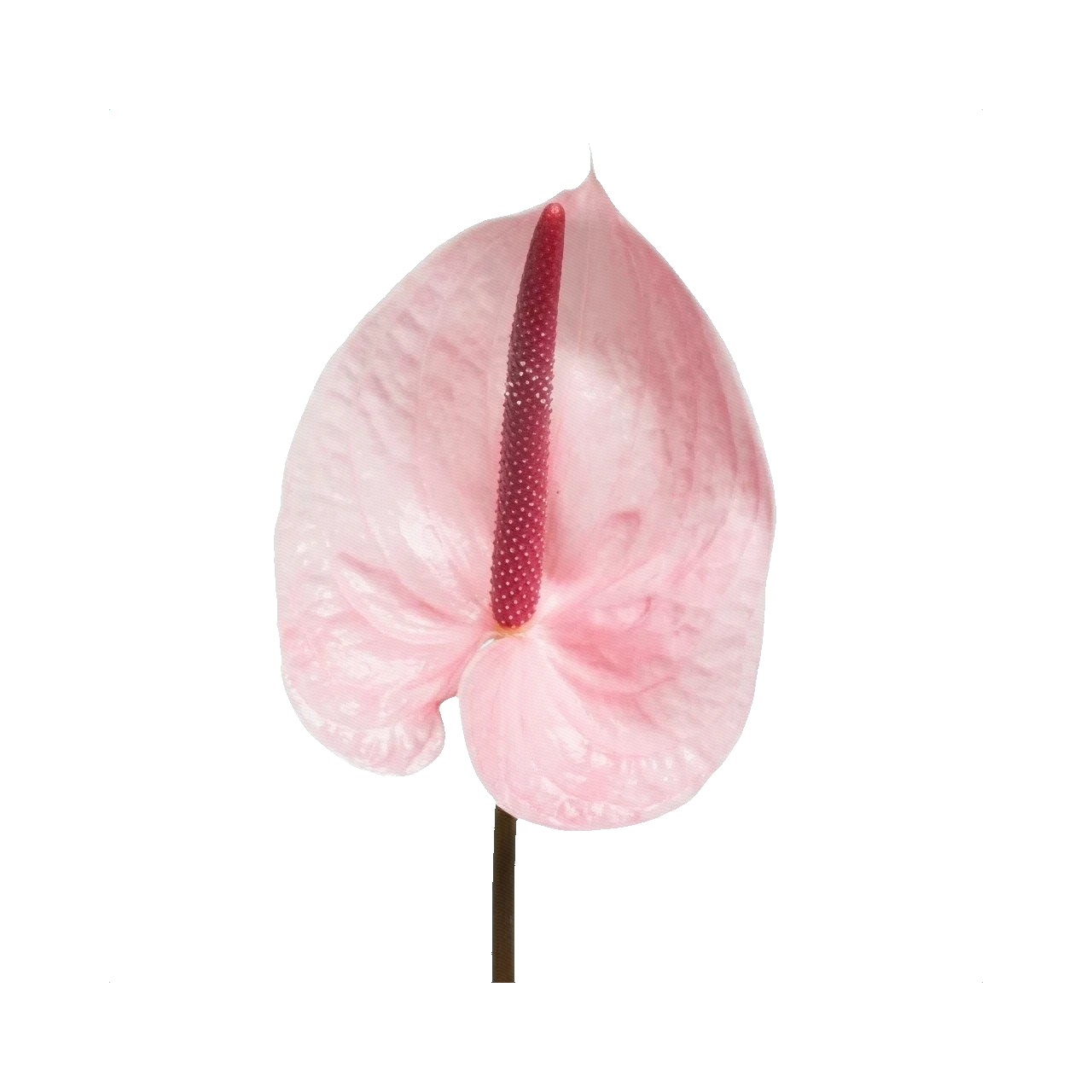 Anthurium Lunette