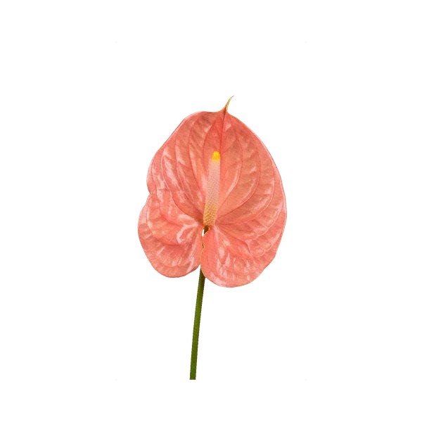 Anthurium Nanzia