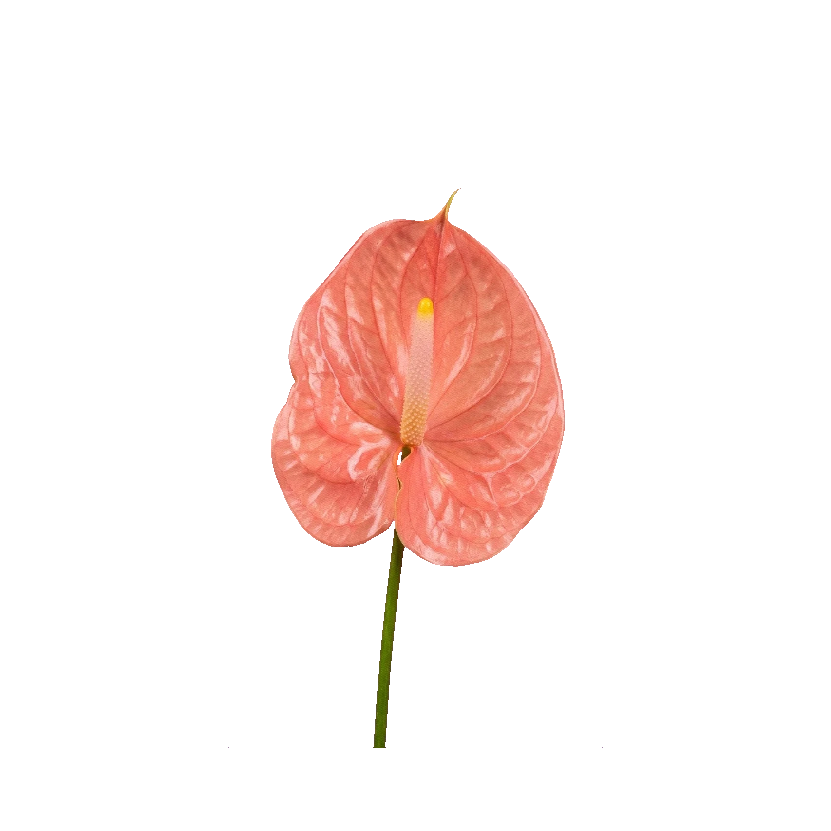 Anthurium Nanzia