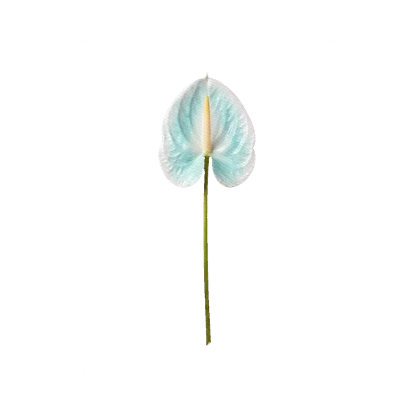 Anthurium painted