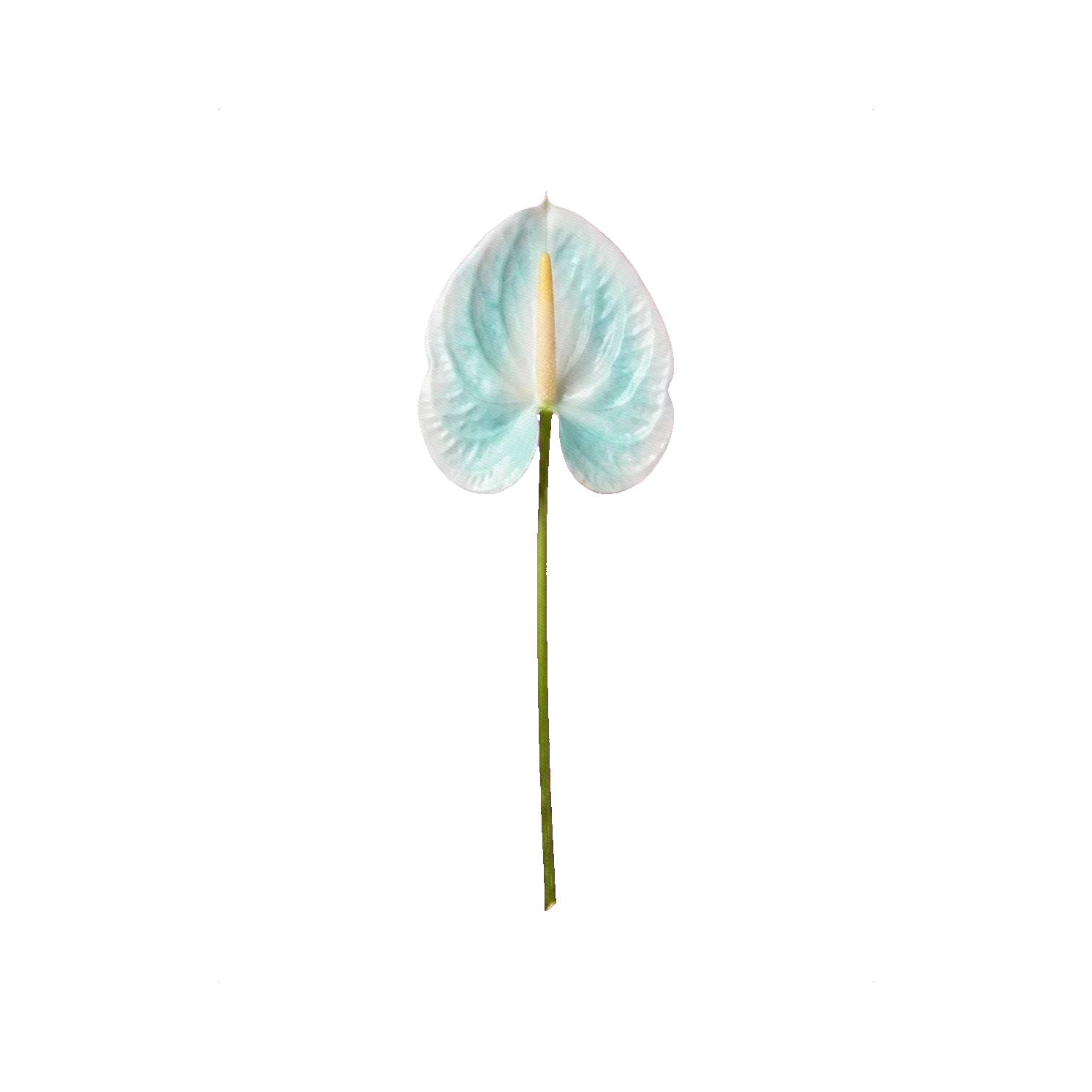 Anthurium painted