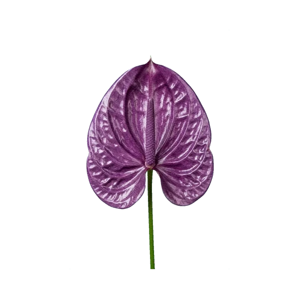Anthurium purple