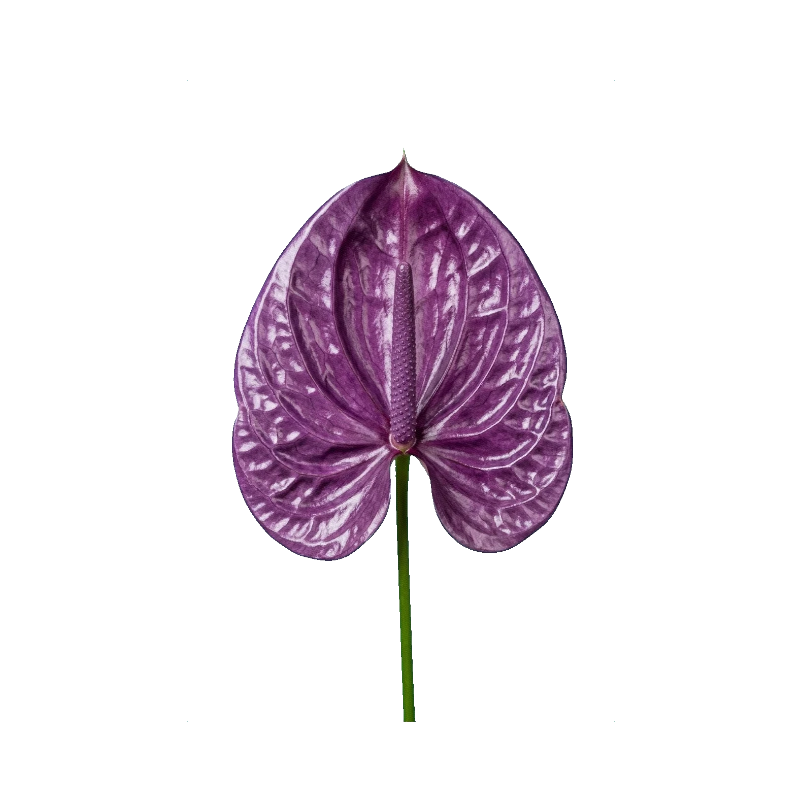 Anthurium purple