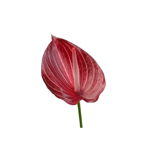 Anthurium Safari