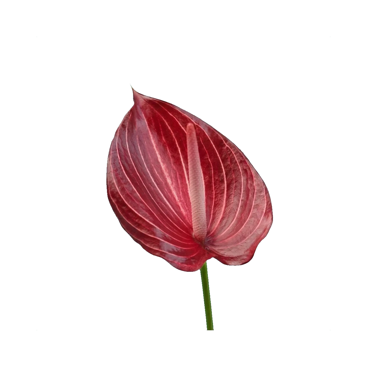 Anthurium Safari