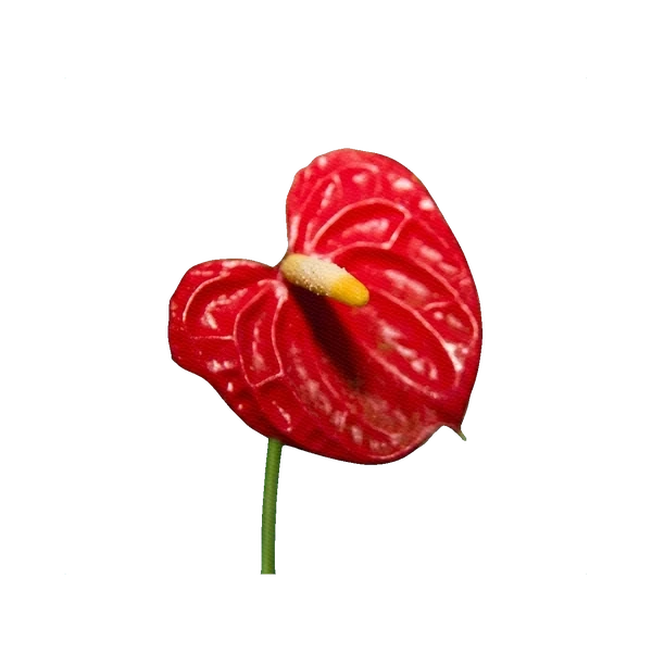 Anthurium Tropical