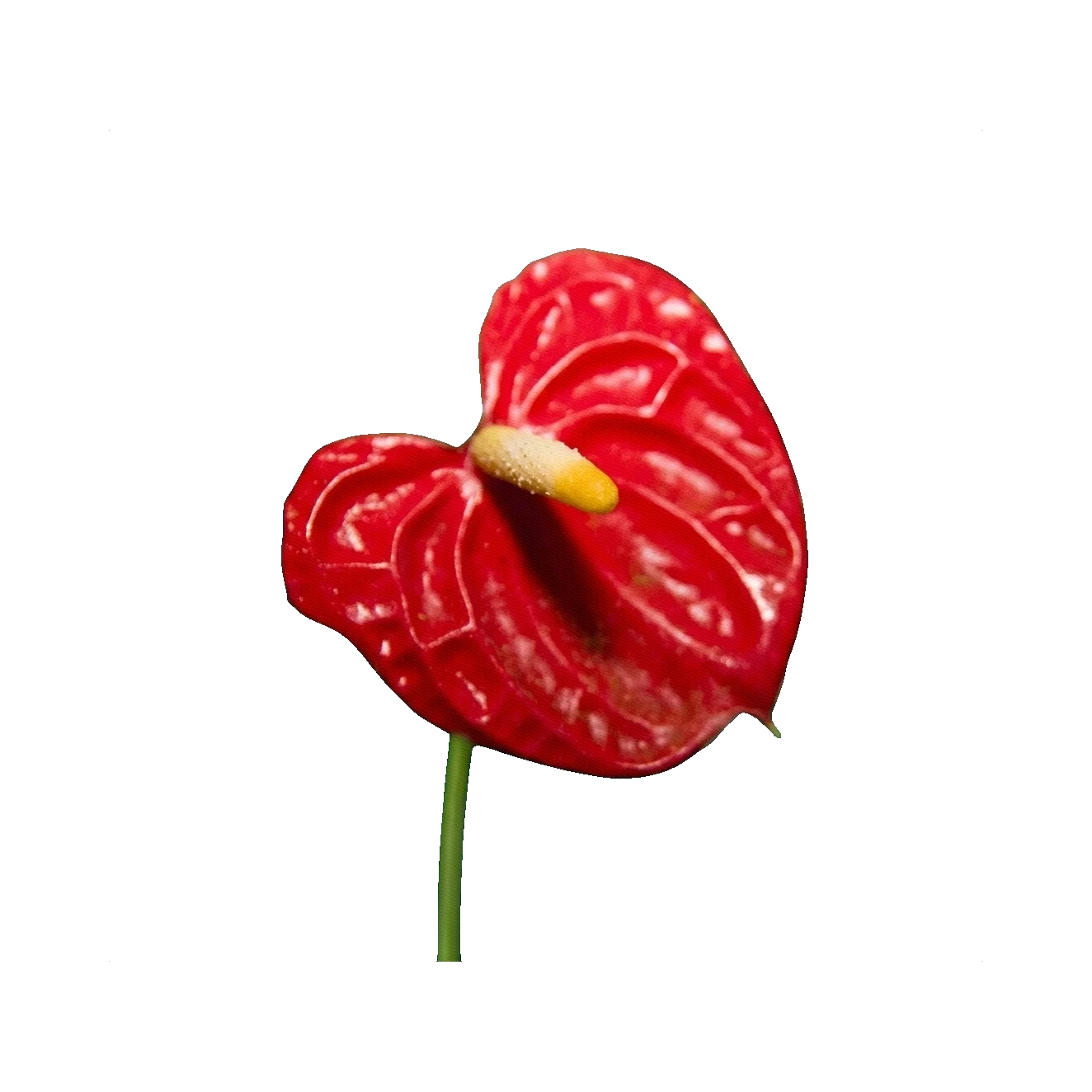 Anthurium Tropical