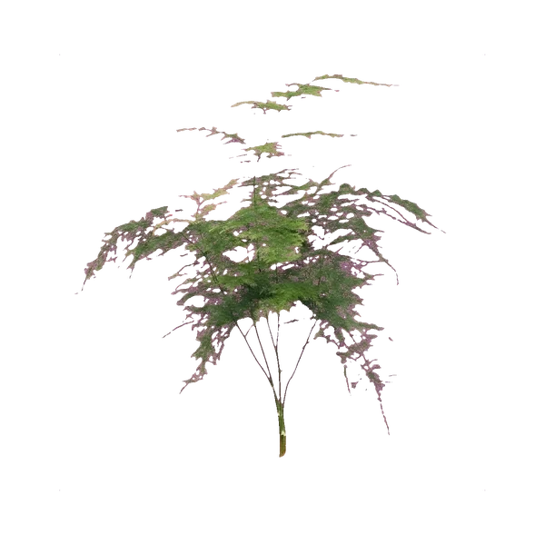 Asparagus plumosus