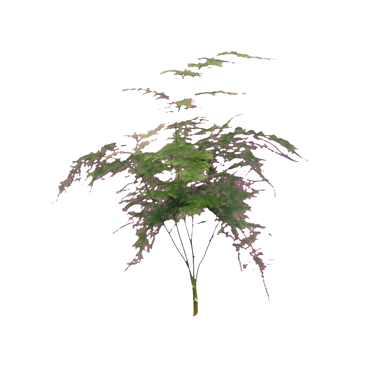 Asparagus