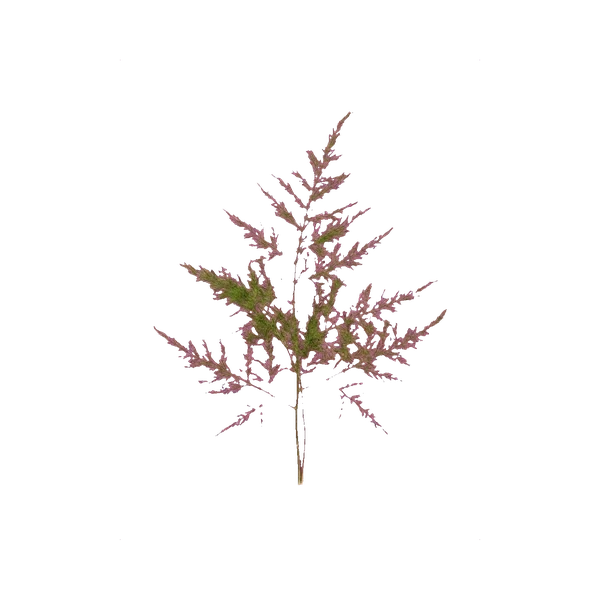 Asparagus preserved
