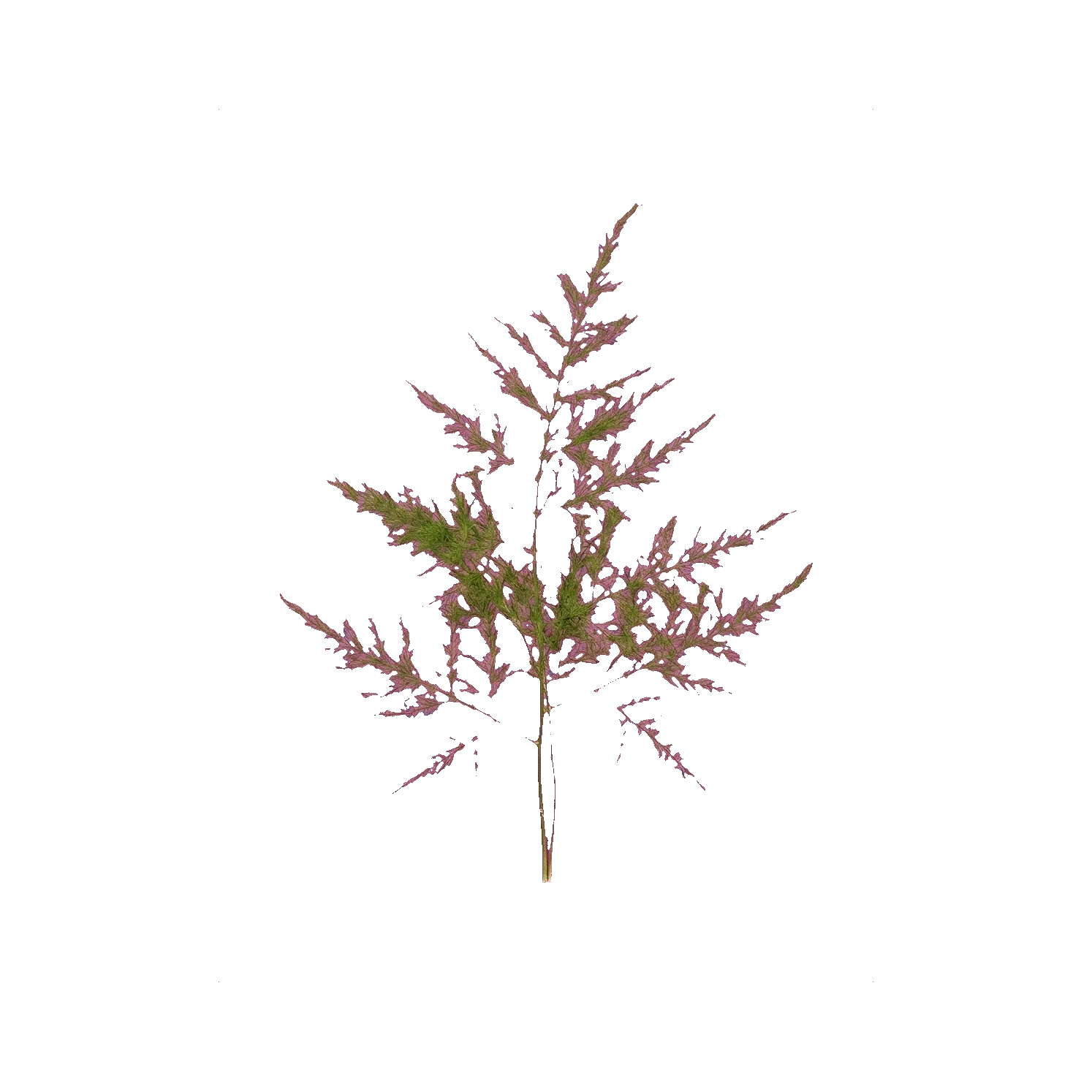 Asparagus preserved
