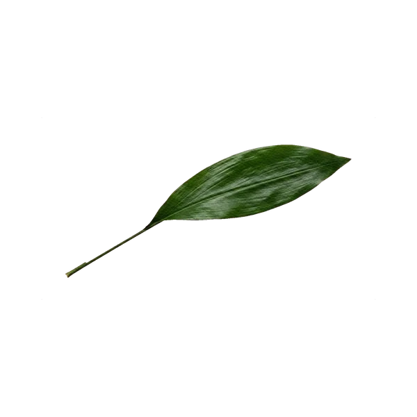 Aspidistra leaf