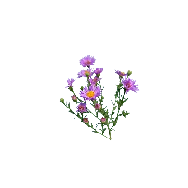 Aster novi-belgii purple