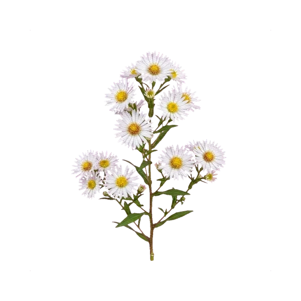 Aster novi-belgii white